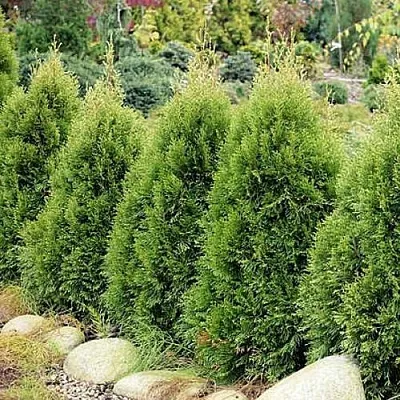 Туя СМАРАГД ВИТБОНТ западная в Саратове