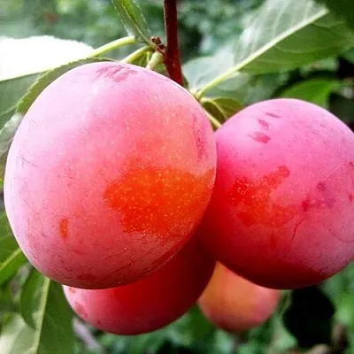 Слива КОМЕТА  Слива КОМЕТА в Саратове