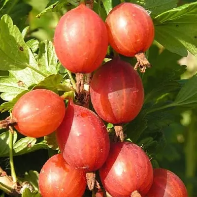 Крыжовник МАШЕКА  Крыжовник МАШЕКА в Саратове