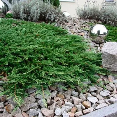 Можжевельник ПРИНЦ ОФ УЭЛЬС горизонтальный в Саратове