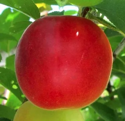 Плумкот БИРИКОККОЛО БОЛОГНЕС  Плумкот БИРИКОККОЛО БОЛОГНЕС в Саратове