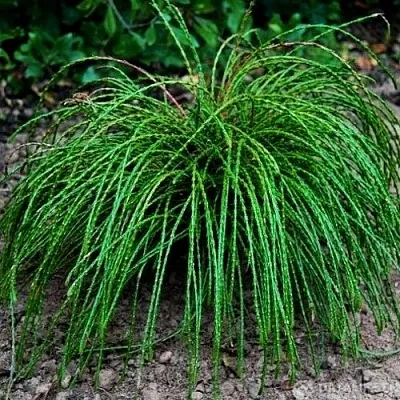 Туя ВИПКОРД складчатая в Саратове