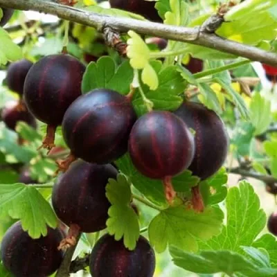 Крыжовник СЕВЕРНЫЙ КАПИТАН  Крыжовник СЕВЕРНЫЙ КАПИТАН в Саратове