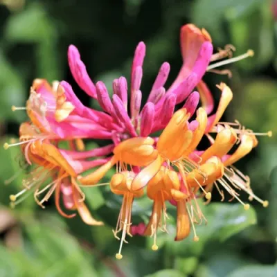 Жимолость ГЕКРОТА в Саратове