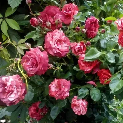 Саженцы роз БРАУНИ плетистая — описание сорта Саженцы роз БРАУНИ плетистая в Саратове