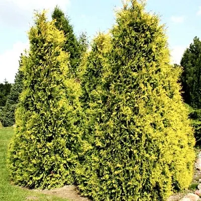 Туя САЛЛАНД западная в Саратове