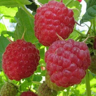 Малина НОВОСТЬ КУЗЬМИНА   Малина НОВОСТЬ КУЗЬМИНА  в Саратове