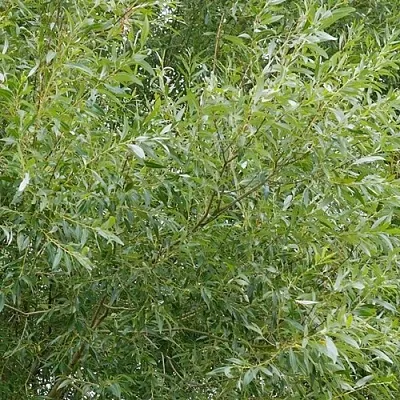 Ива ВИТЕЛЛИНА белая   Ива ВИТЕЛЛИНА белая  в Саратове