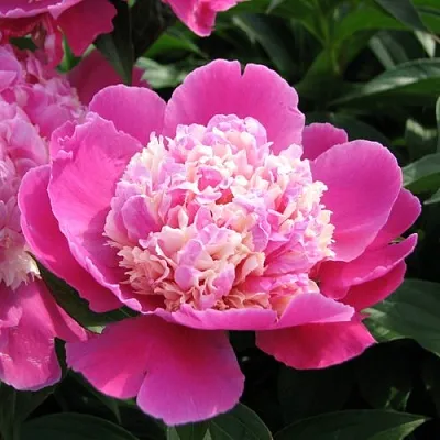 Пион КОРА СТАББС травянистый  Пион КОРА СТАББС травянистый в Саратове