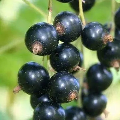 Смородина черная СТРЕЛЕЦ в Саратове