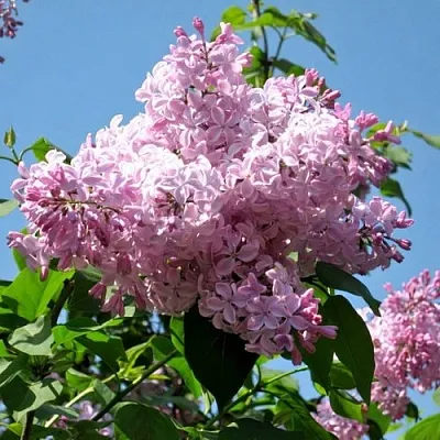 Сирень БУФФОН в Саратове