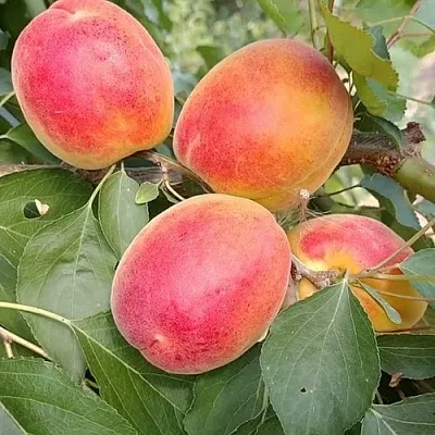 Абрикос ОСОБЕННЫЙ ДЕНИСЮКА  Абрикос ОСОБЕННЫЙ ДЕНИСЮКА в Саратове