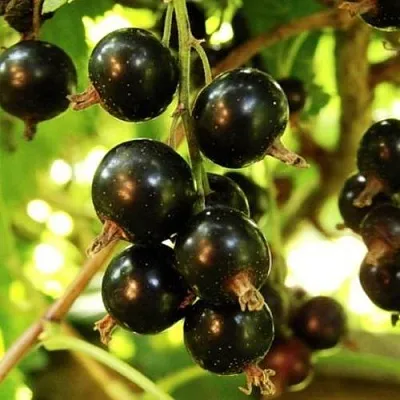 Смородина чёрная НАРА в Саратове