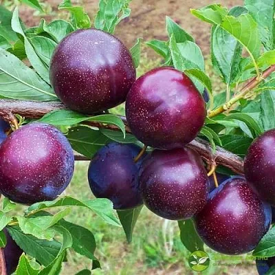 Шарафуга ВЕЛЬВЕТ САНРАЙЗ  Шарафуга ВЕЛЬВЕТ САНРАЙЗ в Саратове