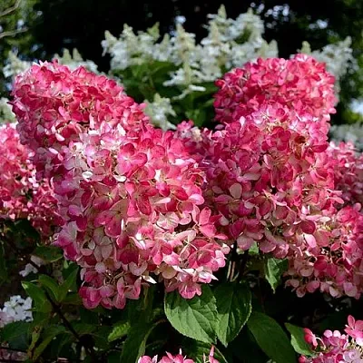 Гортензия ПИНК ДАЙМОНД метельчатая  Гортензия ПИНК ДАЙМОНД метельчатая в Саратове