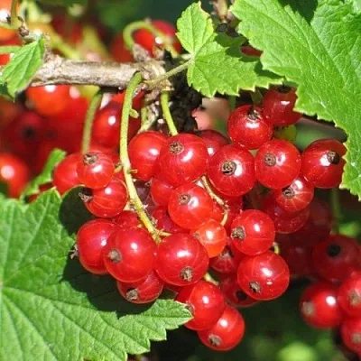 Смородина красная РАЧКОВСКАЯ в Саратове