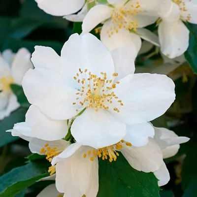 Жасмин ЮСТИНКА  Жасмин ЮСТИНКА в Саратове