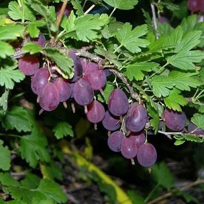 Крыжовник ГРУШЕНЬКА  Крыжовник ГРУШЕНЬКА в Саратове