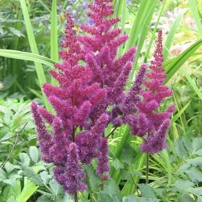 Астильба КАРАОКЕ ПАРТИ китайская  Астильба КАРАОКЕ ПАРТИ китайская в Саратове