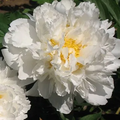 Пион БОУЛ ОФ КРИМ травянистый  Пион БОУЛ ОФ КРИМ травянистый в Саратове