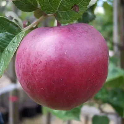 Яблоня НОРИС в Саратове