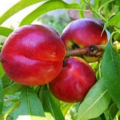 Нектарин в Саратове