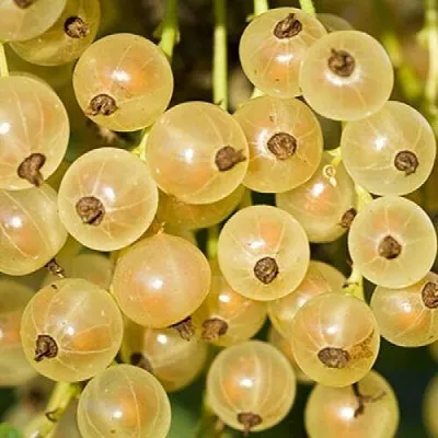 Смородина белая СМОЛЬЯНИНОВСКАЯ в Саратове