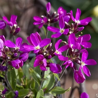 Арабис РОУЗ делайт  Арабис РОУЗ делайт в Саратове