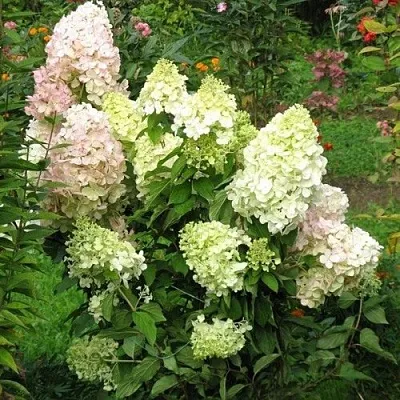 Гортензия БОМБШЕЛ метельчатая  Гортензия БОМБШЕЛ метельчатая в Саратове