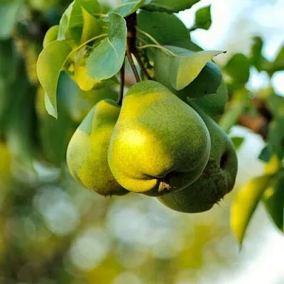 Груша СТОЛИЧНАЯ колонновидная  Груша СТОЛИЧНАЯ колонновидная в Саратове