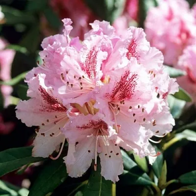 Рододендрон ЧИР  Рододендрон ЧИР в Саратове