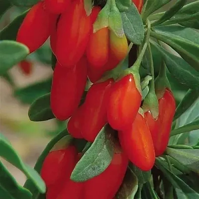 Годжи ВЯЧЕСЛАВ  Годжи ВЯЧЕСЛАВ в Саратове