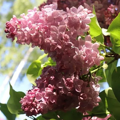 Сирень МЕДОВЫЙ СПАС  Сирень МЕДОВЫЙ СПАС в Саратове