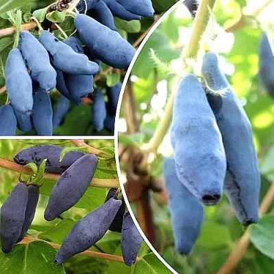 Комплект СЛАДКИЕ ХИТЫ в Саратове