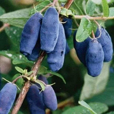 Жимолость съедобная ЛАЗУРНАЯ  Жимолость съедобная ЛАЗУРНАЯ в Саратове