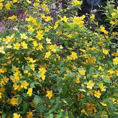 Керрия японская ГОЛДЕН ГИНЕЯ  Керрия японская ГОЛДЕН ГИНЕЯ в Саратове