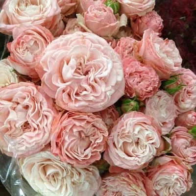 Саженцы роз МАДАМ БОМБАСТИК спрей  Саженцы роз МАДАМ БОМБАСТИК спрей в Саратове