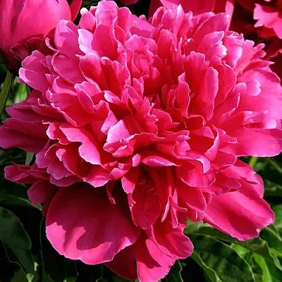 Пион ВИКТУАР ДЕ ЛА МАРН травянистый  Пион ВИКТУАР ДЕ ЛА МАРН травянистый в Саратове