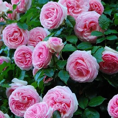 Саженцы роз ПЬЕР ДЕ РОНСАР плетистая  Саженцы роз ПЬЕР ДЕ РОНСАР плетистая в Саратове