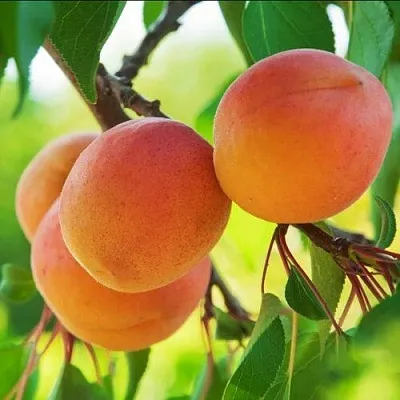 Абрикос ДЕБЮТ  Абрикос ДЕБЮТ в Саратове