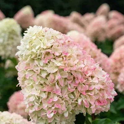 Гортензия САММЕР ЛАВ метельчатая  Гортензия САММЕР ЛАВ метельчатая в Саратове