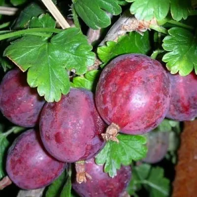 Крыжовник КОЛОБОК  Крыжовник КОЛОБОК в Саратове