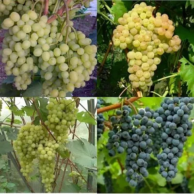 Комплект ВИНОГРАДНАЯ РАДУГА в Саратове