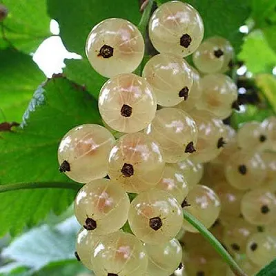 Смородина белая ЮТЕРБОРГСКАЯ в Саратове