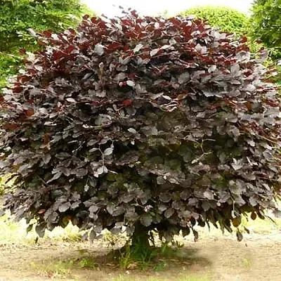 Бук лесной АТРОПУНИЦЕА  Бук лесной АТРОПУНИЦЕА в Саратове