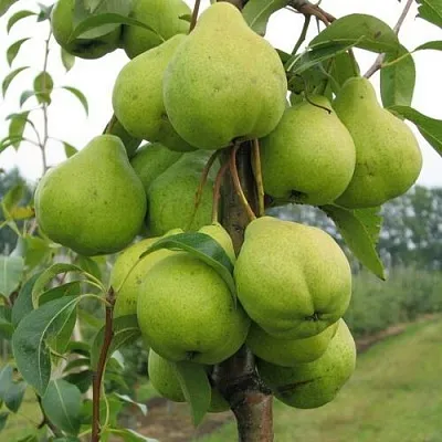 Груша ДЕКОР колонновидная  Груша ДЕКОР колонновидная в Саратове