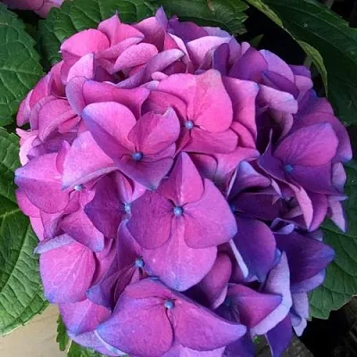 Гортензия СИБИЛЛА (МАСЯ) крупнолистная  Гортензия СИБИЛЛА (МАСЯ) крупнолистная в Саратове