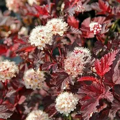 Пузыреплодник ЛЕДИ ИН РЕД  Пузыреплодник ЛЕДИ ИН РЕД в Саратове