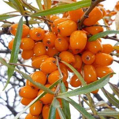 Облепиха КОСТЕР в Саратове