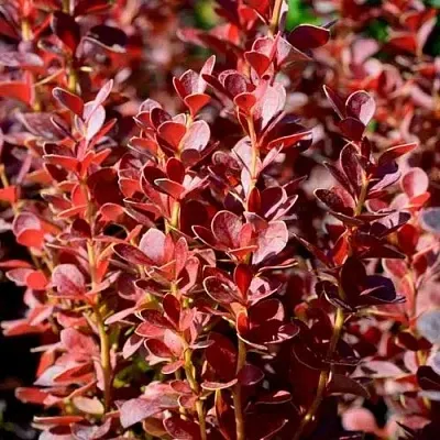 Барбарис ВУЛКАНО тунберга  Барбарис ВУЛКАНО тунберга в Саратове